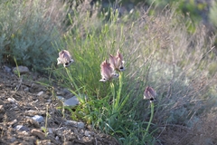 Iris acutiloba