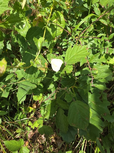 Common Brimstone