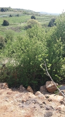 Pistacia terebinthus palaestina