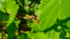 Argyrodes argyrodes