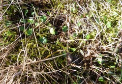 Convolvulus waitaha