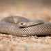 Eastern Brown Snake - Photo (c) Ákos Lumnitzer, some rights reserved (CC BY-NC), uploaded by Ákos Lumnitzer