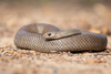 Eastern Brown Snake - Photo (c) Ákos Lumnitzer, some rights reserved (CC BY-NC-ND), uploaded by Ákos Lumnitzer