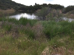 Neonemobius mormonius