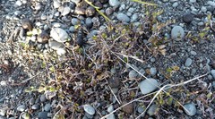 Muehlenbeckia axillaris × complexa