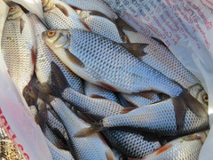 Rutilus rutilus lacustris