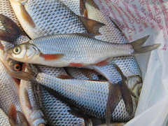 Rutilus rutilus lacustris