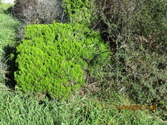 Veronica cupressoides