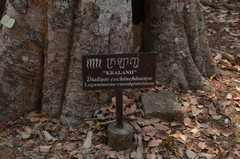 Dialium cochinchinense