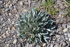 Cynoglossum cheirifolium