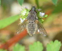 Conophorus glaucescens
