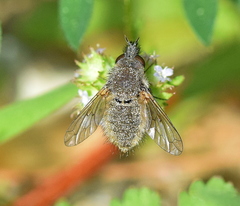 Conophorus glaucescens