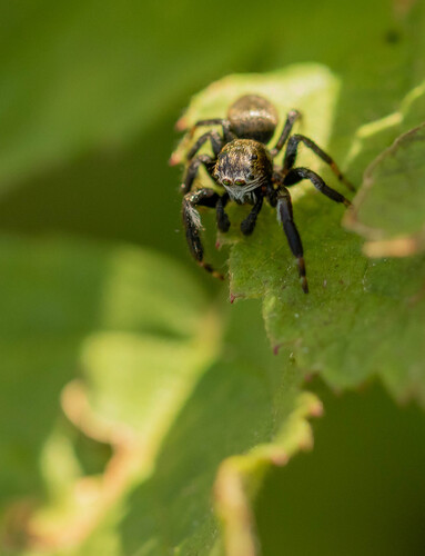 Evarcha arcuata