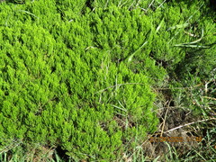 Veronica cupressoides