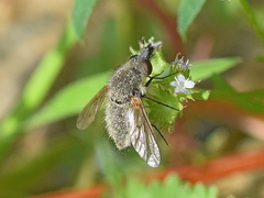 Conophorus glaucescens