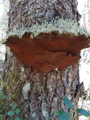 Phellinus abietis