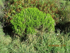 Veronica cupressoides