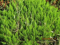 Veronica cupressoides