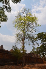 Dialium cochinchinense