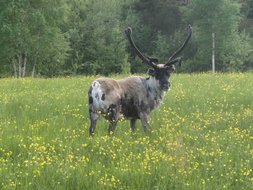 Caribou