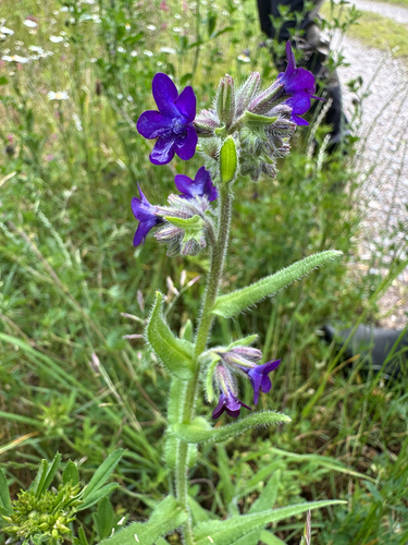 Common bugloss (Anchusa officinalis)