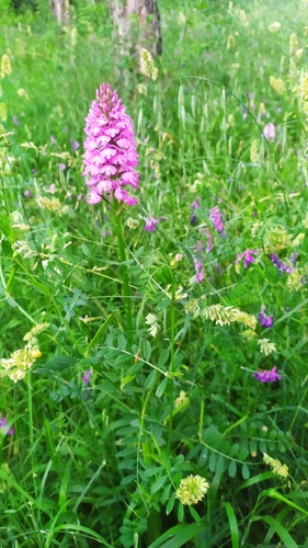 pyramidal orchid
