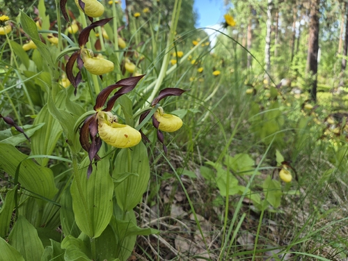 Lady's-slipper