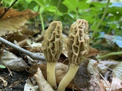 Morchella diminutiva