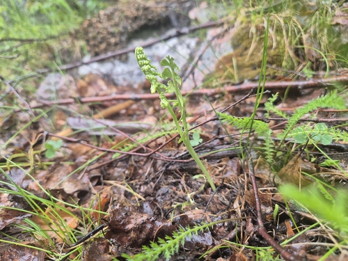 common moonwort