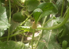 Rhodometra sacraria