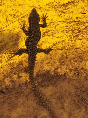 Common Wall Lizard