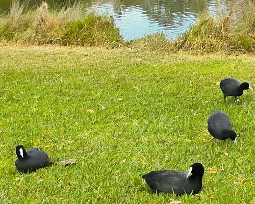 Eurasian Coot