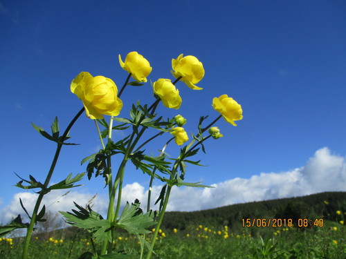 Trollius europaeus iNat (1)