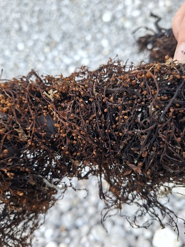 Japanese Wireweed