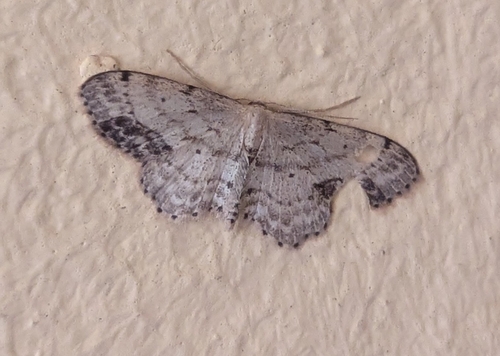 Single-dotted Wave