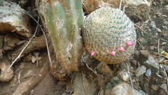 Mammillaria huitzilopochtli