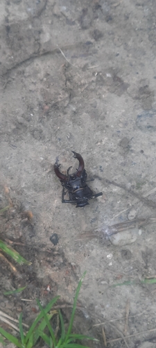 European Stag Beetle