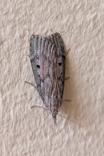 Bee Moth
