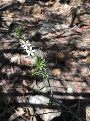 Philotheca hispidula