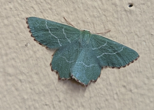 Sussex Emerald
