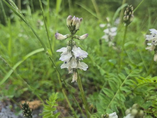 Alpine Milkvetch
