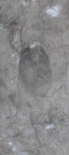 Wild Boar