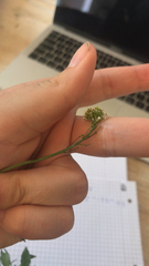 Capsella bursa-pastoris