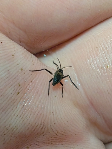 Rhagovelia australica observed 2026-06-13