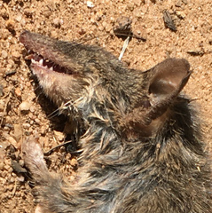 Antechinus