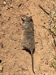 Antechinus