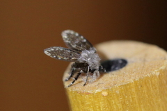 Clogmia albipunctata