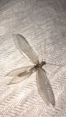 Stenolysmus extraneus