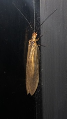 Stenolysmus extraneus