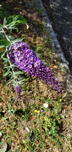 Butterfly bush